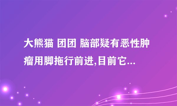 大熊猫 团团 脑部疑有恶性肿瘤用脚拖行前进,目前它身体的状态如何...