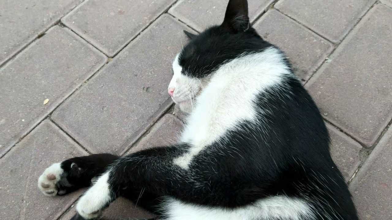 为什么说奶牛猫是神经猫呢？