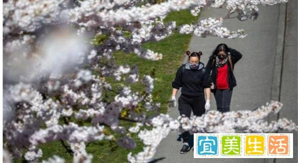 加拿大BC省仅1天就有86所学校感染病毒,BC省政府宣布:再次延长紧急状态!省长:最严厉的封锁措施马上到!