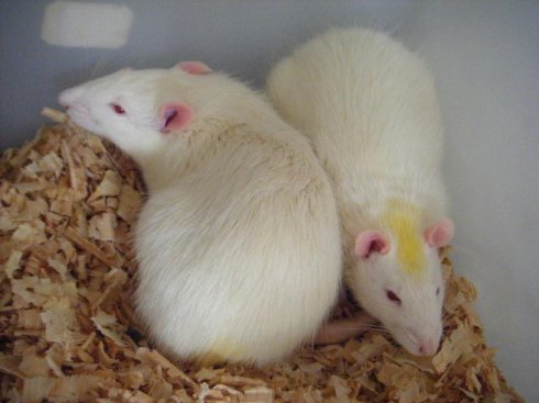 大白鼠的介绍白鼠