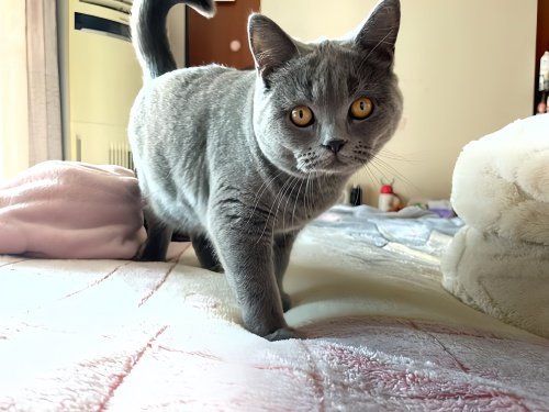 只有母猫有奶头吗