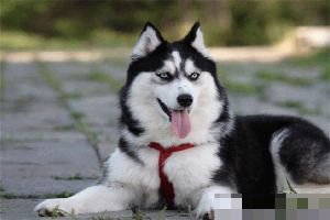 美卡犬最不建议养的原因
