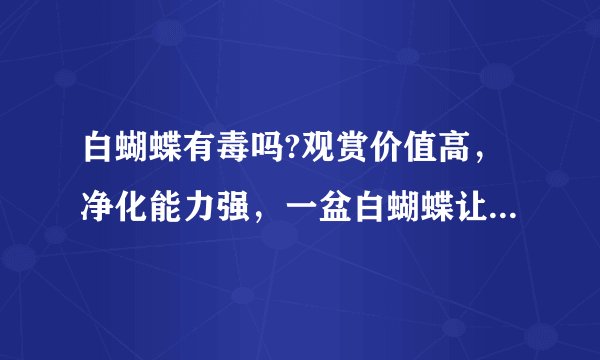 白蝴蝶有毒吗?观赏价值高，净化能力强，一盆白蝴蝶让你满室生香!