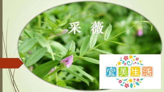 《采薇》古诗的意思是什么