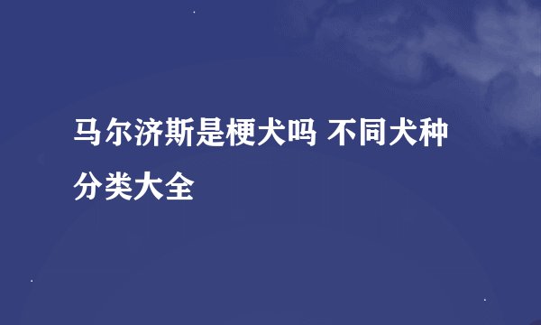 马尔济斯是梗犬吗 不同犬种分类大全