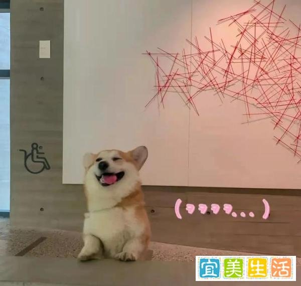 如何从零开始开好宠物店，新手小白必看！