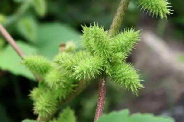 清末太监孙耀廷自述:夜里伺候贵妃需藏苍耳,到底有何用?