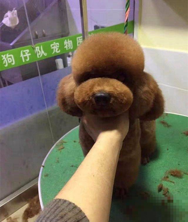 贵宾犬的创意造型如何与个性相匹配？