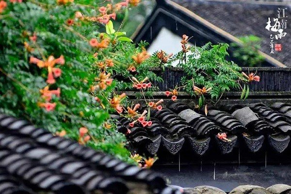春雨沥沥是指什么生肖