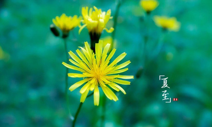 夏至的唯美句子