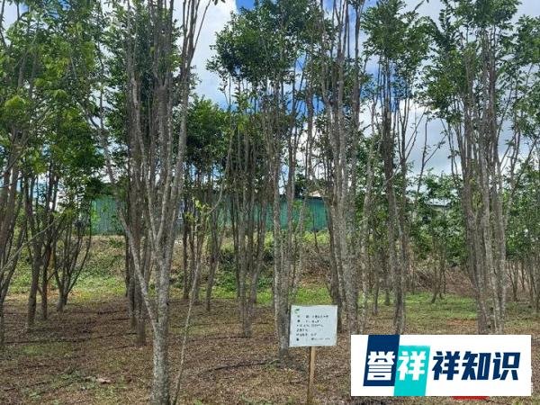南海网 | 科技扎进泥土里：中国热科院打造“热带科技示范村”振兴样板