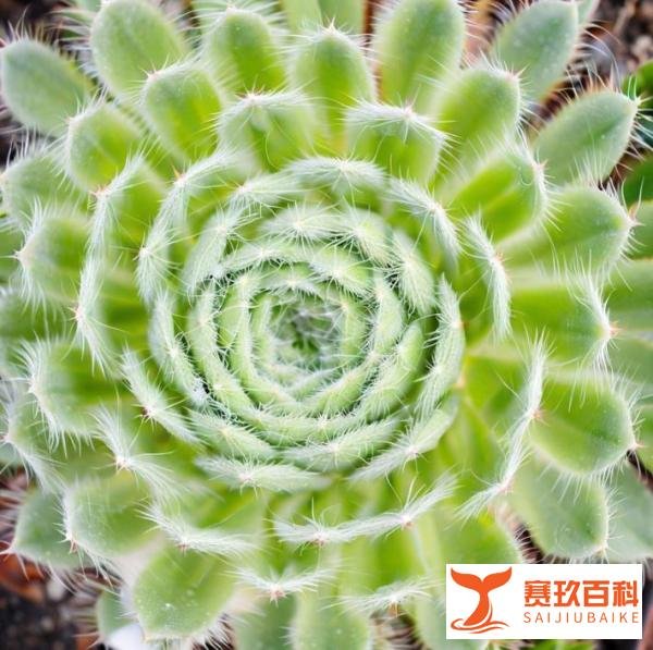 反着来的小本创业项目：你做动物宠物，我做植物宠物