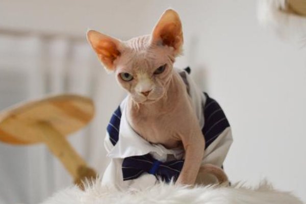 比鲁斯是什么品种的猫？