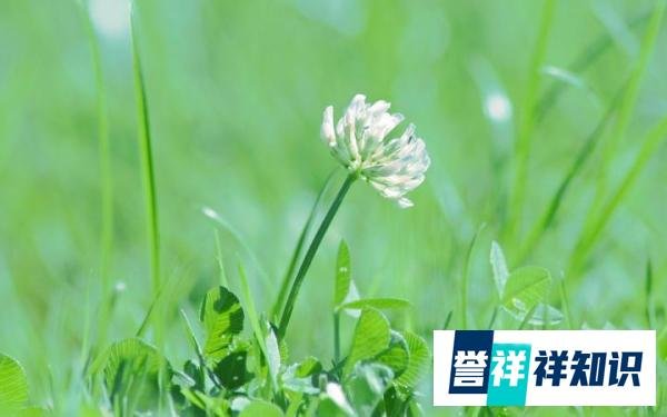 宋-刘敞《春草》