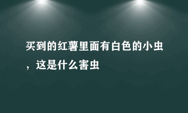 买到的红薯里面有白色的小虫，这是什么害虫