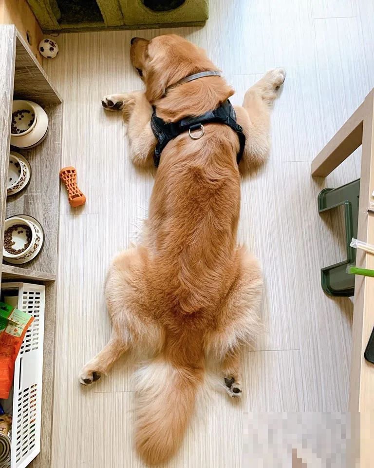 狗狗太大了出不去