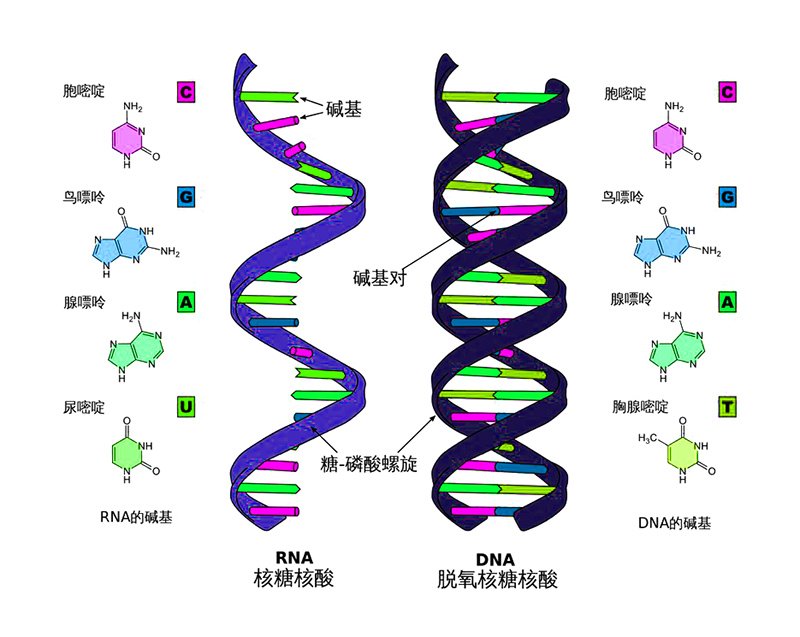 生物老师说一个人来到这世上纯属偶然,这个概率到底有多低?