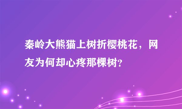 秦岭大熊猫上树折樱桃花，网友为何却心疼那棵树？