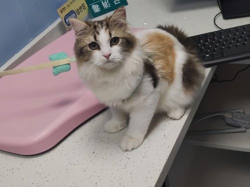 宠物猫驱虫多少钱