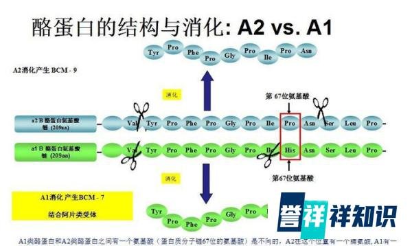 A2奶粉是什么？A2奶粉被罚款十万是什么原因？