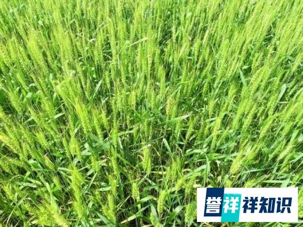 记者调查:1500元一亩,谁在收购小麦青苗?