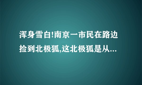 浑身雪白!南京一市民在路边捡到北极狐,这北极狐是从哪里来的?_百度知 ...