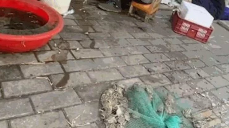 武汉菜市场卖野生青蛙，其市监局是如何回应此事的？