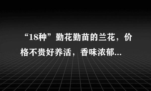“18种”勤花勤苗的兰花，价格不贵好养活，香味浓郁开品漂亮
