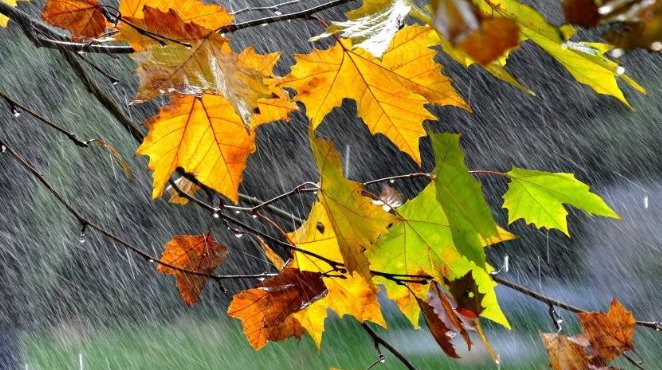 《风雨》主要写了什么