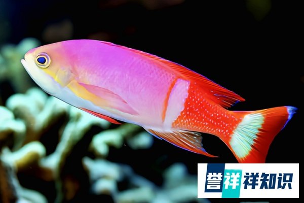 日本东京湾出现“奇异景象”:珊瑚疯长,热带鱼增多