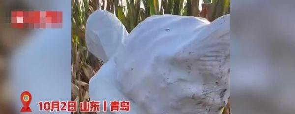 小伙国庆回岳父家怕过敏穿防护服收玉米：老人腿脚不好，女婿应该的