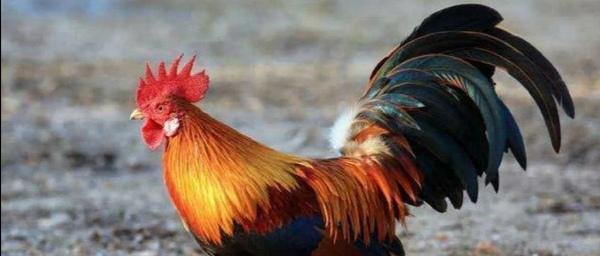 为什么有些农村的公鸡吃了蜈蚣以后会变得很凶猛？