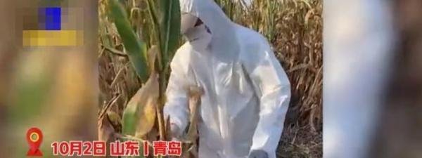 小伙国庆回岳父家怕过敏穿防护服收玉米：老人腿脚不好，女婿应该的