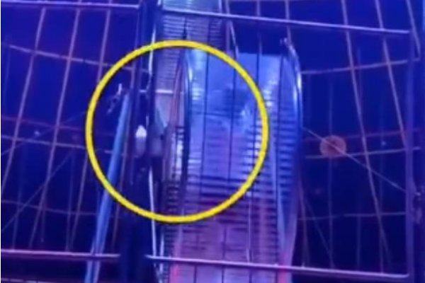身亡杂技演员家属不接受50万赔偿，赔偿这么少有无内情？