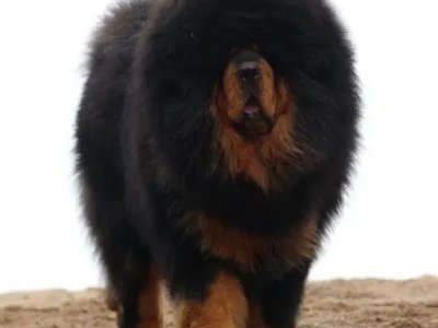 内蒙古独狼袭击羊群被1岁藏獒赶跑，藏獒有哪些特效？