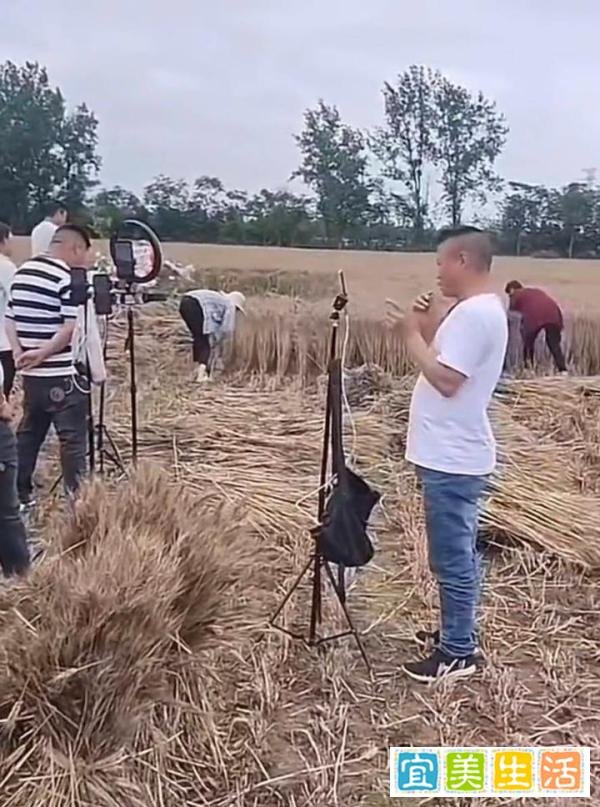 网红扎堆到麦地直播割麦 媒体：农民的苦难不是流量的噱头