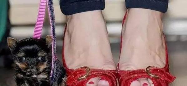 世界上最小的狗狗，你见过没？