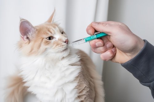 宠物猫驱虫多少钱