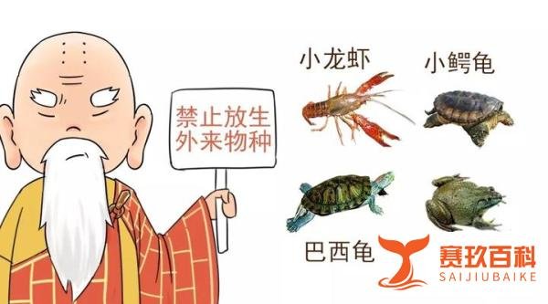 放生还是杀生？变味的中国式放生（看完大悟）