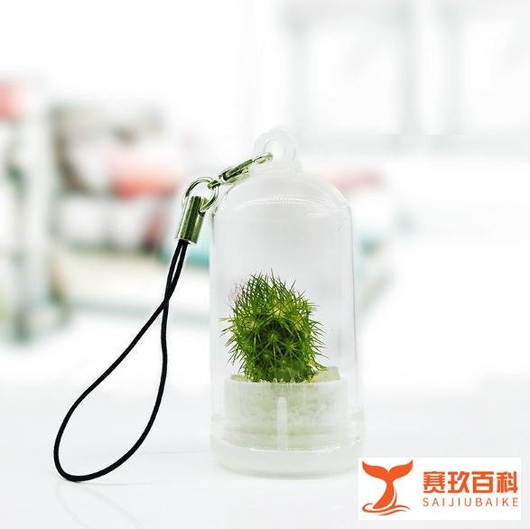 反着来的小本创业项目:你做动物宠物,我做植物宠物
