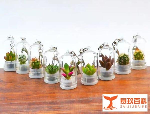 反着来的小本创业项目:你做动物宠物,我做植物宠物