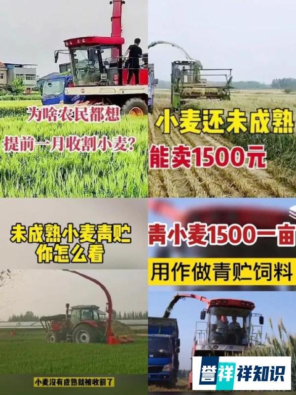 记者调查：1500元一亩，谁在收购小麦青苗？