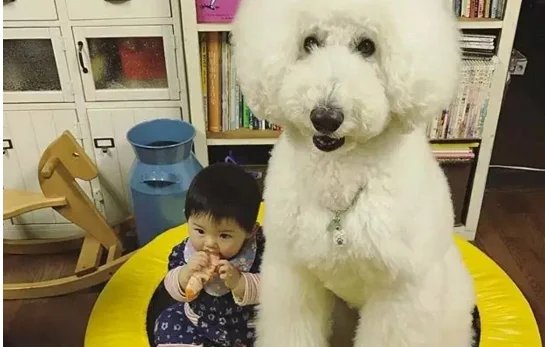 柯基狗偷偷摸摸、蹑手蹑脚潜到主人床边睡觉，它为何会有这种行为？