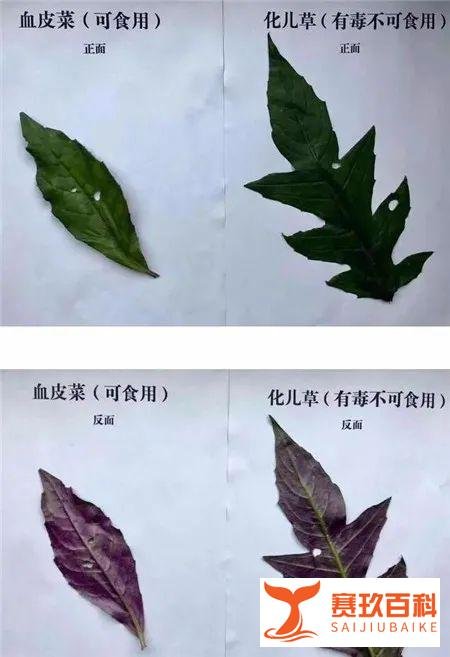一家六口扫墓后误采毒草食用中毒