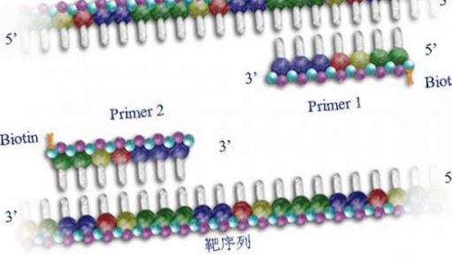 pcr的通用引物和特异性引物是什么？