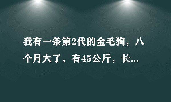 我有一条第2代的金毛狗,八个月大了,有45公斤,长相优秀。想知道能卖多少钱