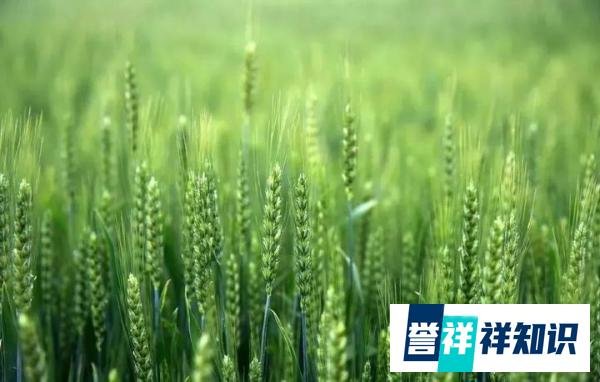 记者调查:1500元一亩,谁在收购小麦青苗?