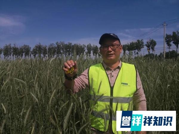 记者调查:1500元一亩,谁在收购小麦青苗?