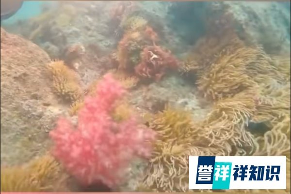 日本东京湾出现“奇异景象”:珊瑚疯长,热带鱼增多