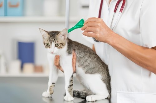 宠物猫驱虫多少钱